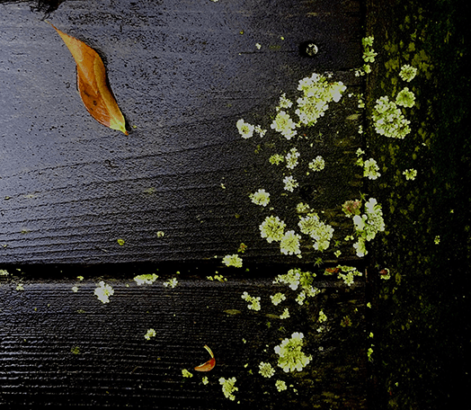 lichen-on-dark-wood